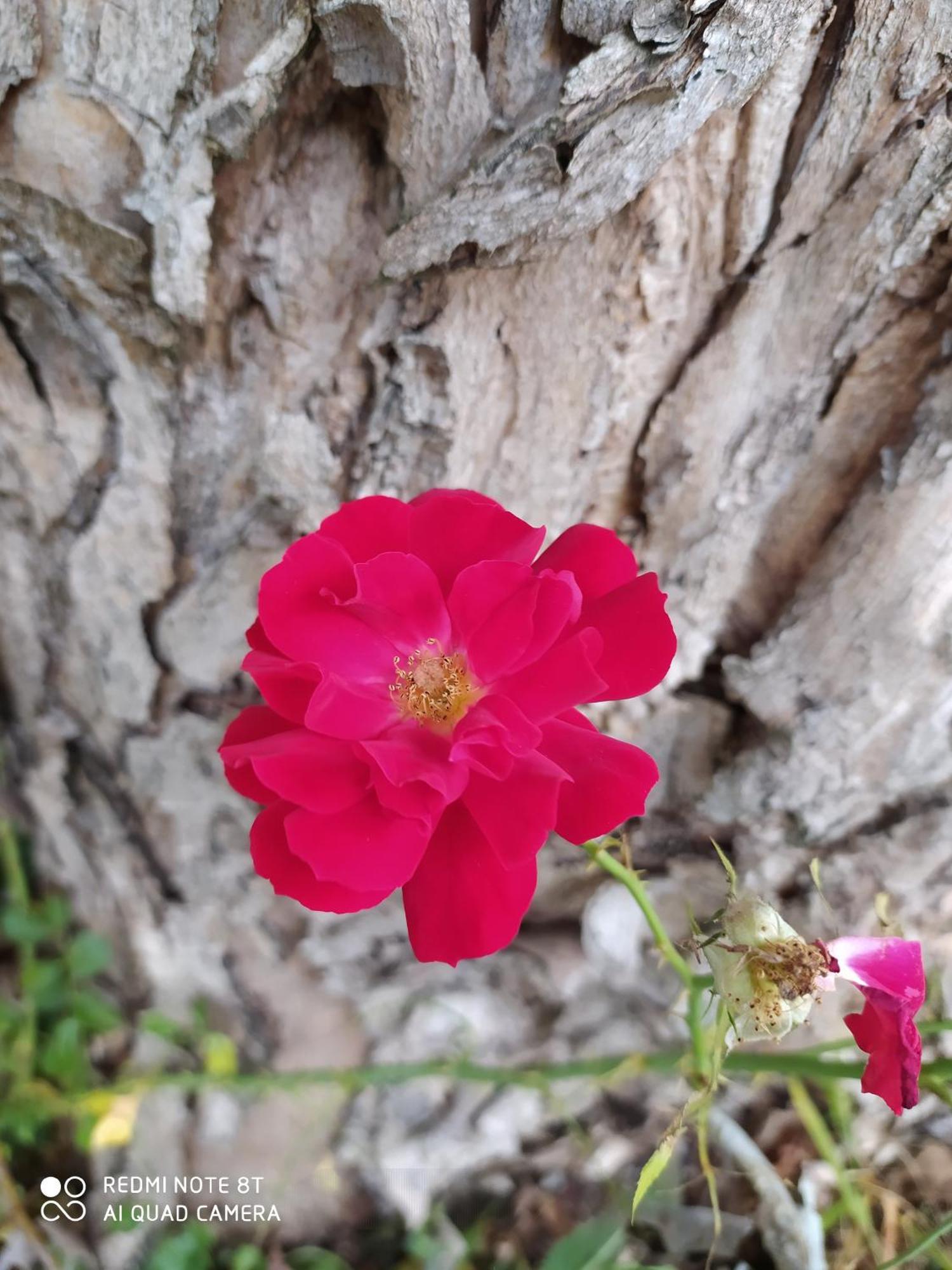 La Rosa Selvatica Panzió Ravarino Kültér fotó